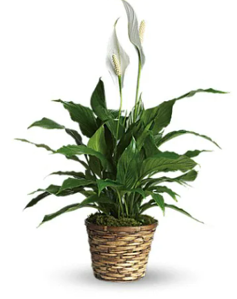 Spathiphyllum Elegance Pure